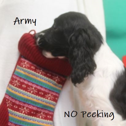 puppy, for, sale, Cocker Spaniel, Joe & Cherri  Overlease, dog, breeder, Miller, MO, dog-breeder, puppy-for-sale, forsale, nearby, find, puppyfind, locator, puppylocator, aca